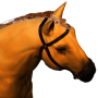 horse_orange.png